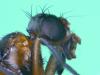 Saltella sphondylii